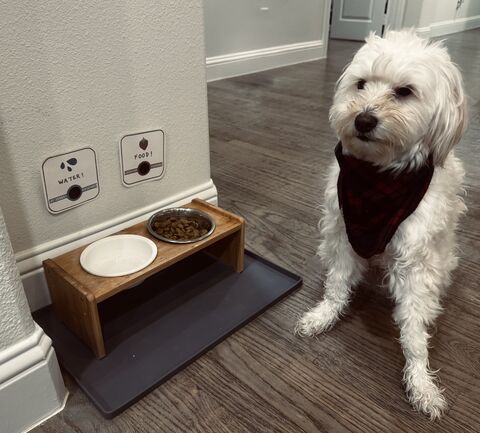 PupLog water and food NFC tags on the wall beside a dog's feeding station